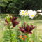 DSC08977;Lilium  Landini és Lilium King Regale