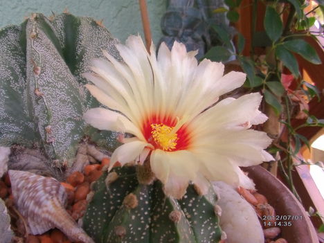 Kaktusz virág 1