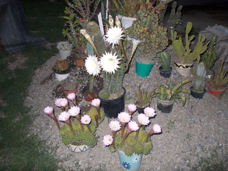 Kicsi kaktusz kertem!