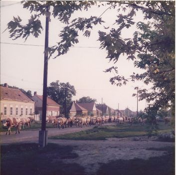 1982. Gulya a Kereszt utcában