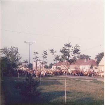 1982. Gulya a Kereszt utcában