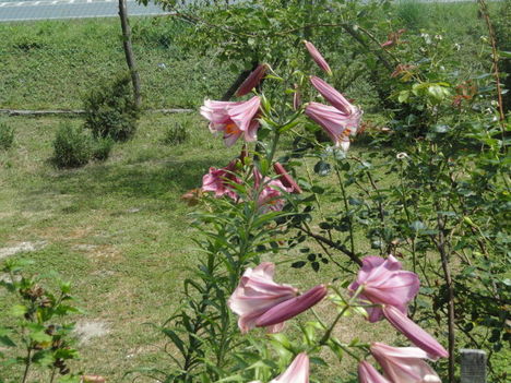 DSC08991