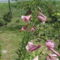DSC08991