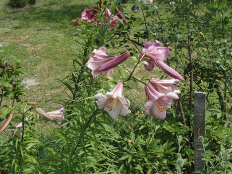 DSC08992