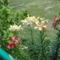 DSC08993