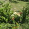 DSC08999