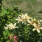 DSC09001