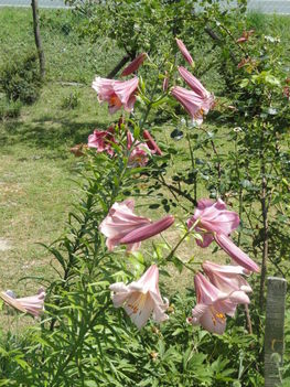 DSC09003