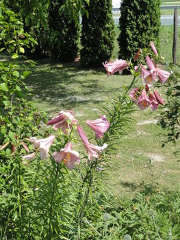 DSC09004