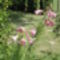 DSC09004