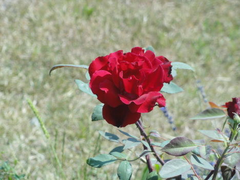 DSC09081