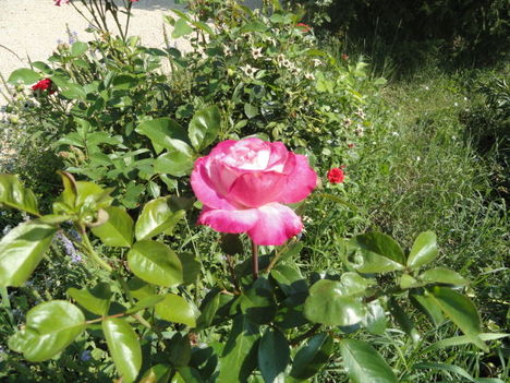 DSC09087