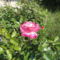 DSC09087