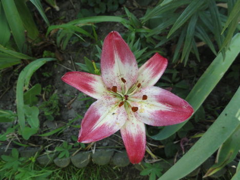 DSC09090