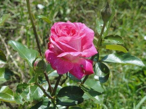 DSC09095