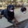 Gino_es_csipi_1484969_1268_t