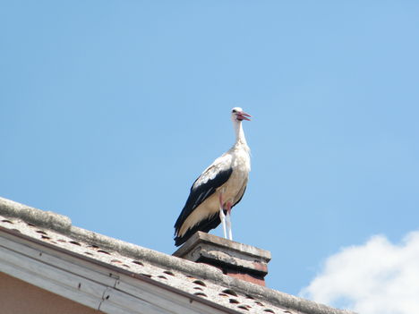 látogatóba a gólya