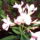 Leander_rozsaszin_1484557_5274_t