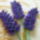 Levendula_quilling_2_1484915_9304_t