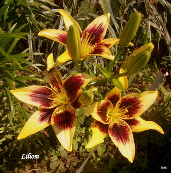 Liliom