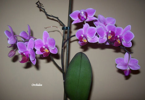 Orchidea