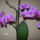 Orchidea-005_1484761_7330_t