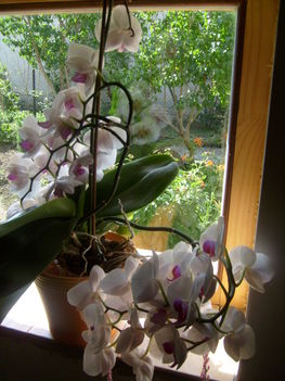 orchidea abkakba