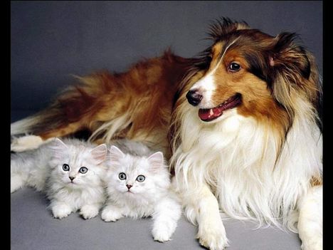 Kutya és macskák