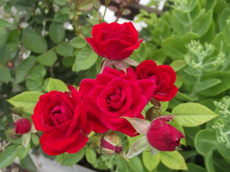 Mini rózsák