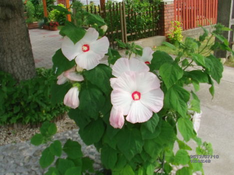 Mocsári hibiszkusz