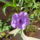 Ruellia-001_1487178_8179_t