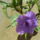 Ruellia-001_1487212_4623_t