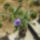 Ruellia_1487200_7688_t