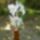 Feher_liliom2_1488688_5863_t