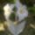Feher_liliom_1488687_1479_t
