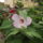 Az_enyemnek_is_ilyennek_kene_lenni_1489394_8078_t