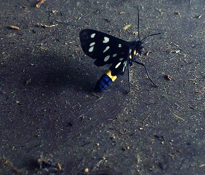 butterfly