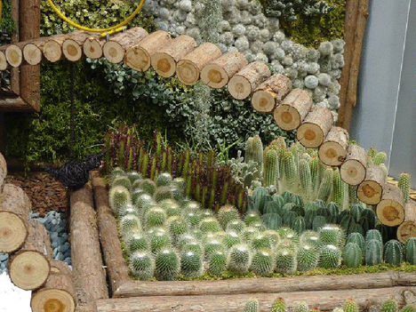 kaktuszok-művészet