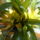 Bromelia5_1408325_3584_t