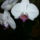 Orchideam_1408941_3164_t