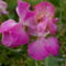 Szagosbukkony - Lathyrus odoratus