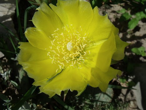 télálló kaktusz