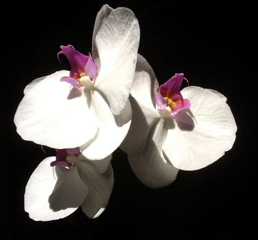 benti orhidea fekete hatterrel