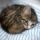 Cica_cuki_1491863_3419_t