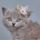 Cica_egerrel_1491884_2350_t