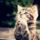 Cica_ima_1491872_9867_t