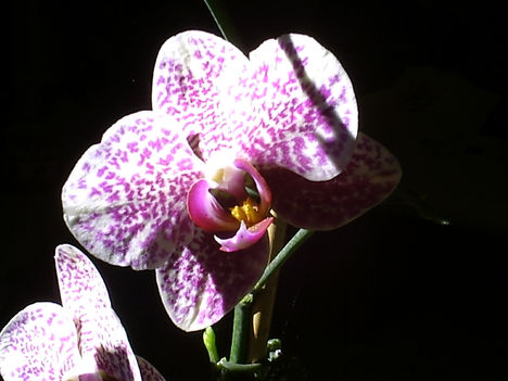 cirmos orhidea