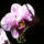 Cirmos_orhidea_1491850_8521_t