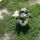 Hortenzia_cserepbe_1491618_6466_t