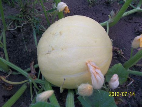 lehet, hogy tényleg gigantikus tök lesz belőle?